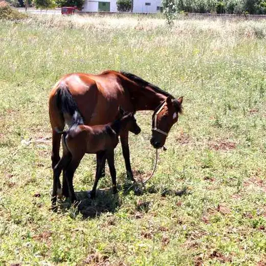 El Algarve, foto 3