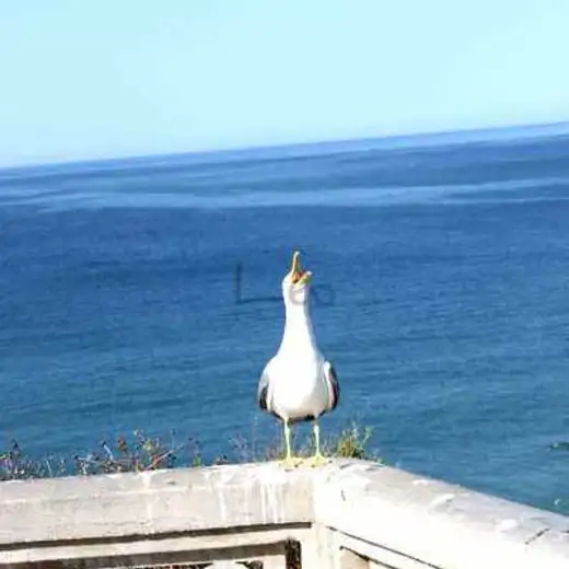 El Algarve, foto 11