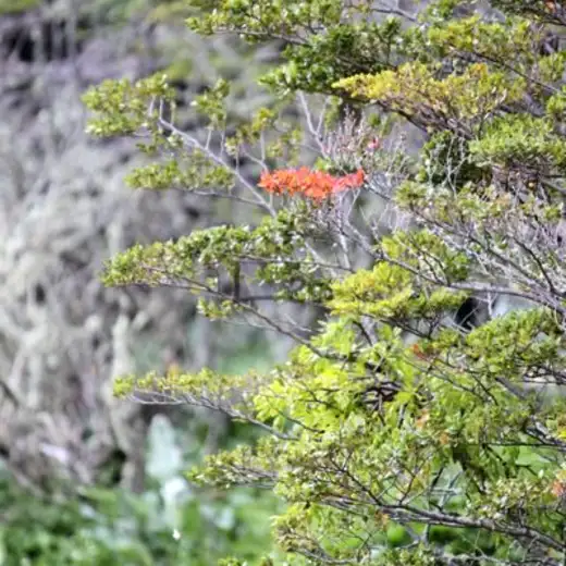 Patagonia e Isla de Pascua, foto 12