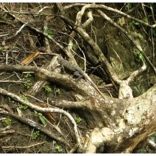 Costa Rica, foto 12
