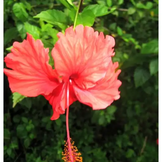 Costa Rica, foto 15