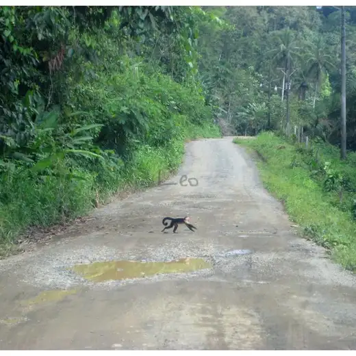 Costa Rica, foto 16
