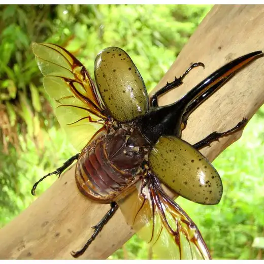 Costa Rica, foto 23